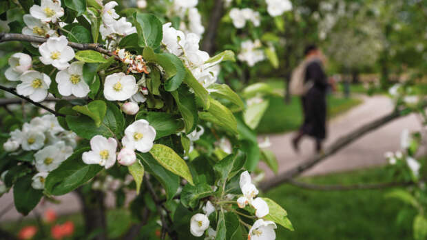 Метеорологи рассказали, каким будет сезон цветения этой весной