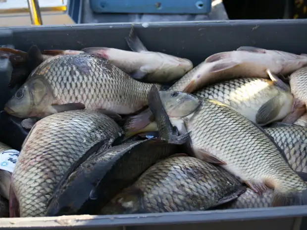 Глава агентства по рыболовству Савельев объяснил рост цен на рыбу