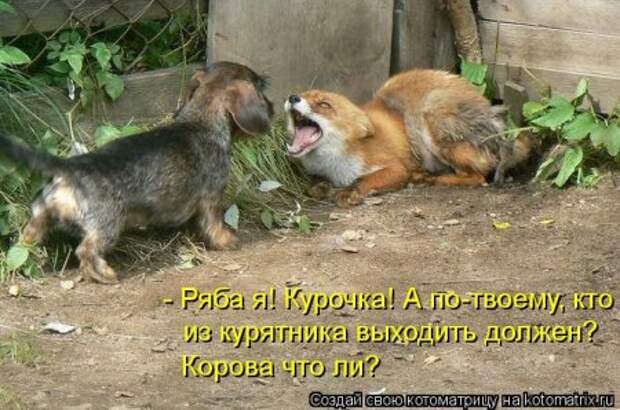 Приехала в гости сестра с двумя детьми 2 и 5 лет… Кот сразу притворился мертвым…