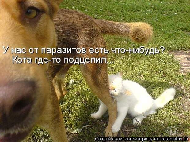 Лучшие котоматрицы недели (50 фото)