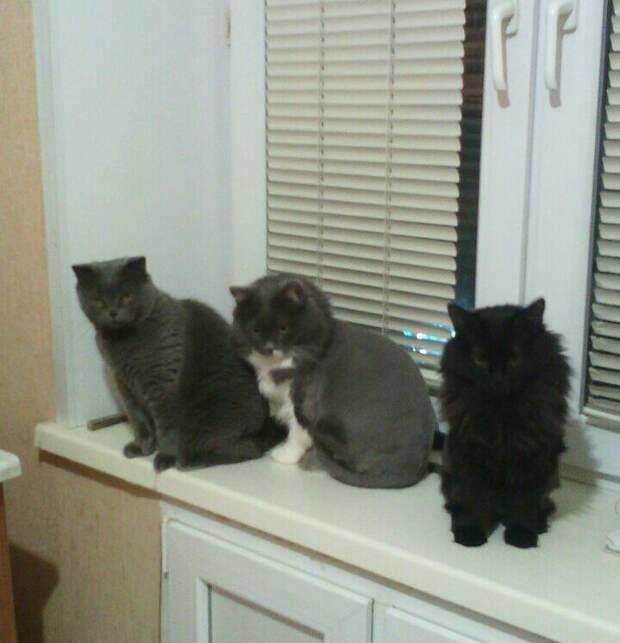 три кота на подоконнике