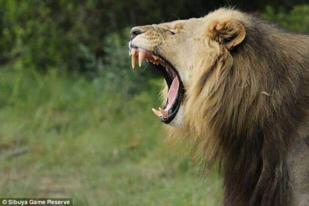Львы съели браконьеров, которые охотились за носорогами