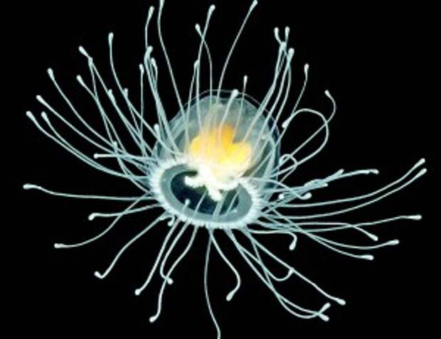 Рецепт бессмертия Медуза Turritopsis nutricula со временем молодеет