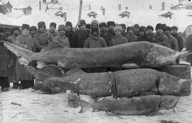 Рекордный улов, 1924 год.
