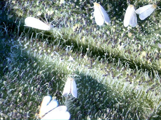 Белокрылка на листьях растений