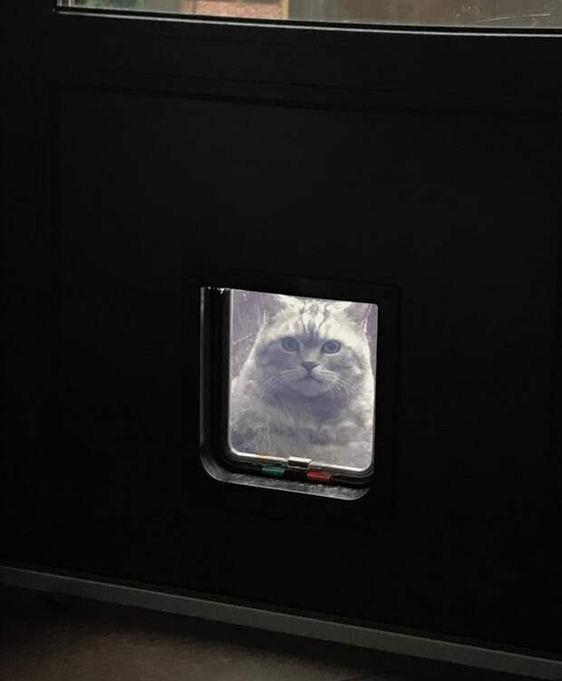 толстый кот