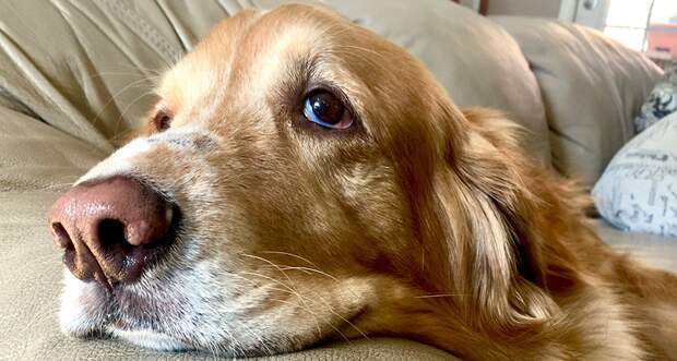 a photo of a dog with a sad expression