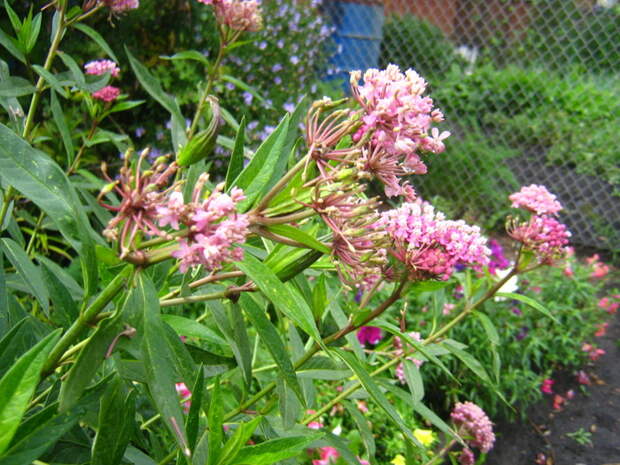 4721983_IMG_2282 (700x525, 153Kb)