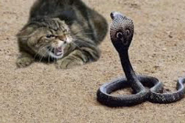 Кот в деле: домашний хищник против змеи и крокодила
