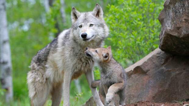 Волчица с детенышем у логова