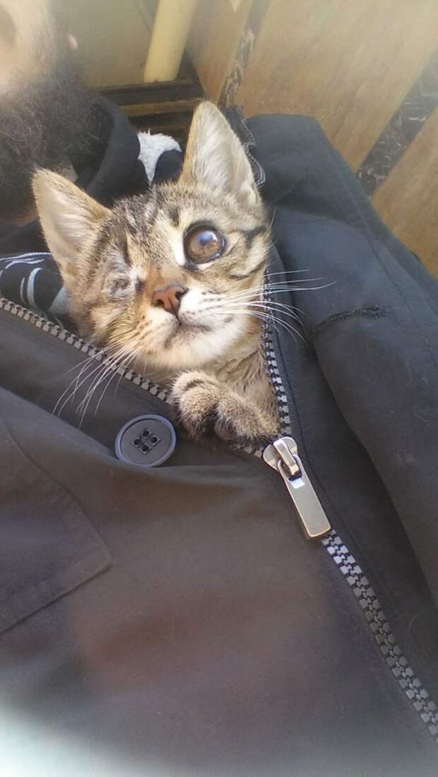 Кошка быстро идет на поправку Годо, животные, история, котенок, кошка, спасение, фотография