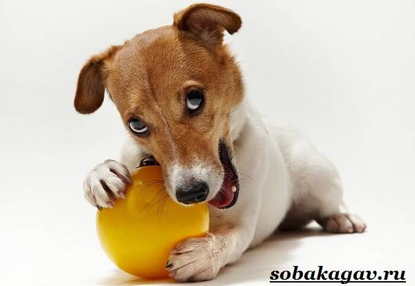 Джек Рассел терьер собака. Описание, особенности, уход и цена Джек Рассел терьера