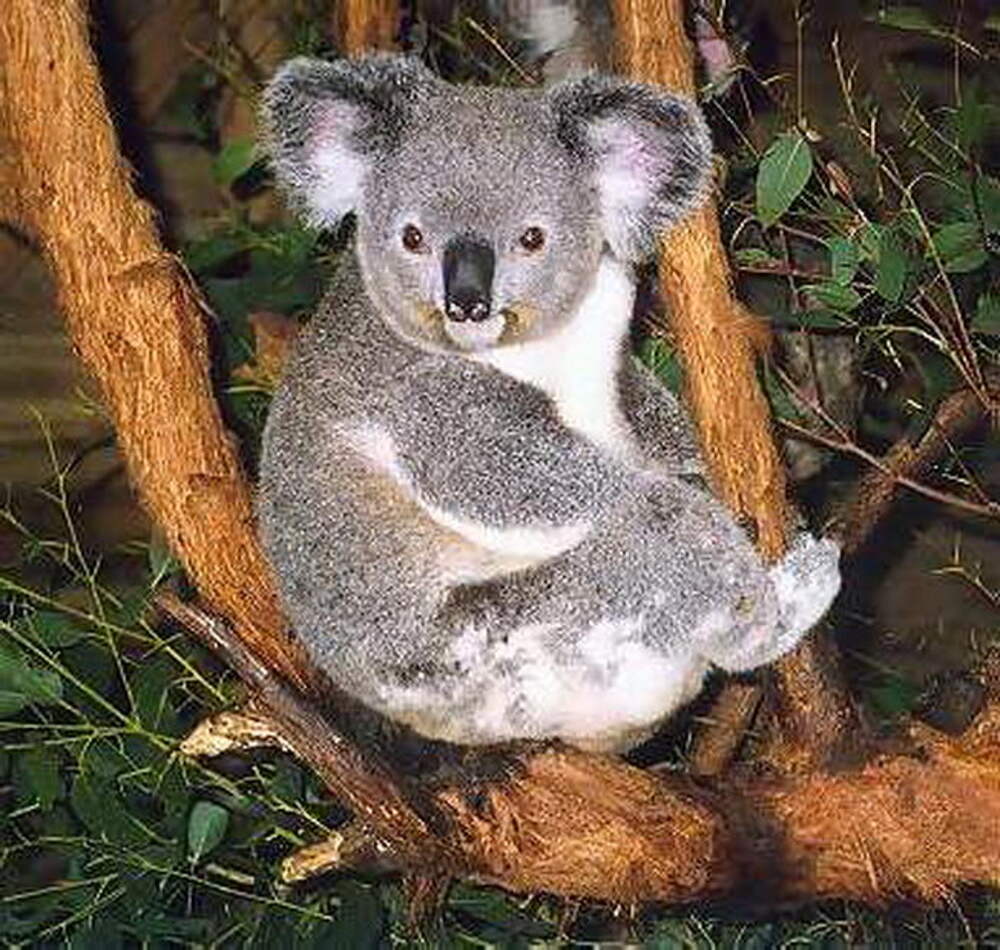 Красная коала. Коала парк в Австралии. Коала интересные факты. Коала окружающий мир 1 класс. Коала в Австралии сообщение.