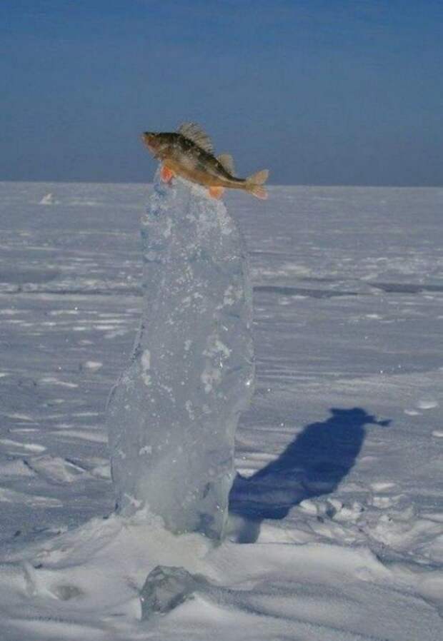 Рыбка на ледяном постаменте.