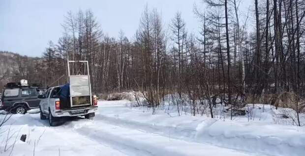 Тигрица долго не хотела возвращаться в дикую природу
