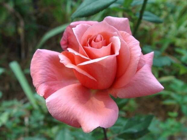 Сорт «Блессингс»