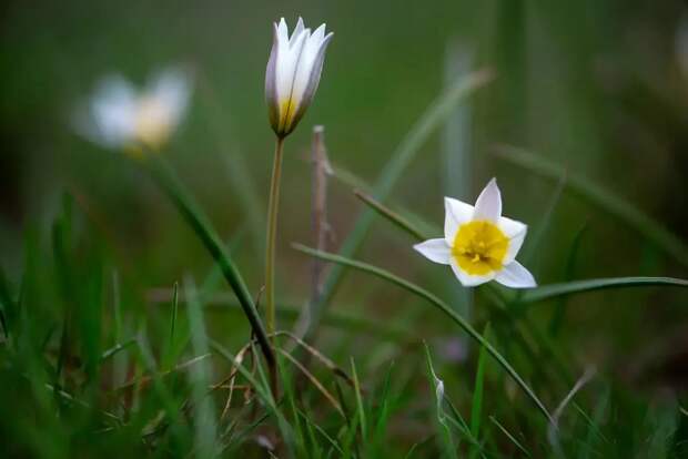Цветение эфемеров началось в Астраханской области