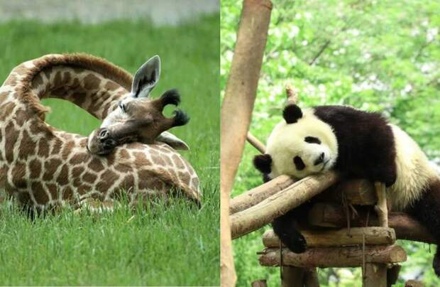 Муравьи, которые спят 250 раз за сутки, и 14 других снимков о том, как спят животные