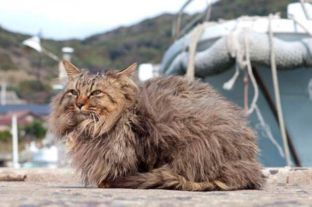 Кошачий рай на японском острове