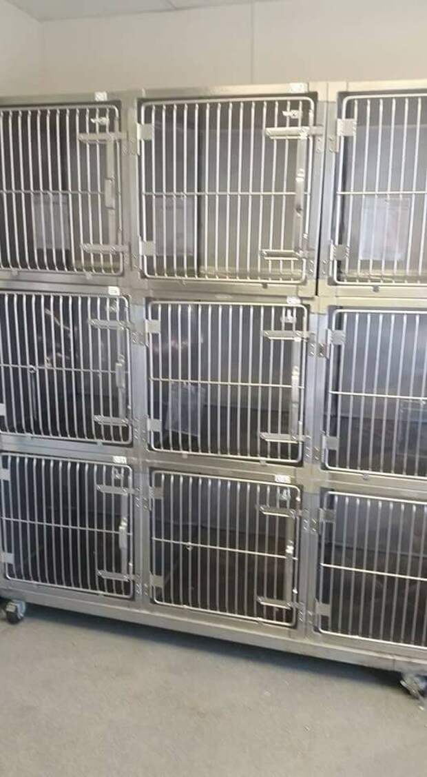 «Это была последняя собака!» Приют опубликовал фото с пустыми клетками — ВСЕХ животных разобрали!!!