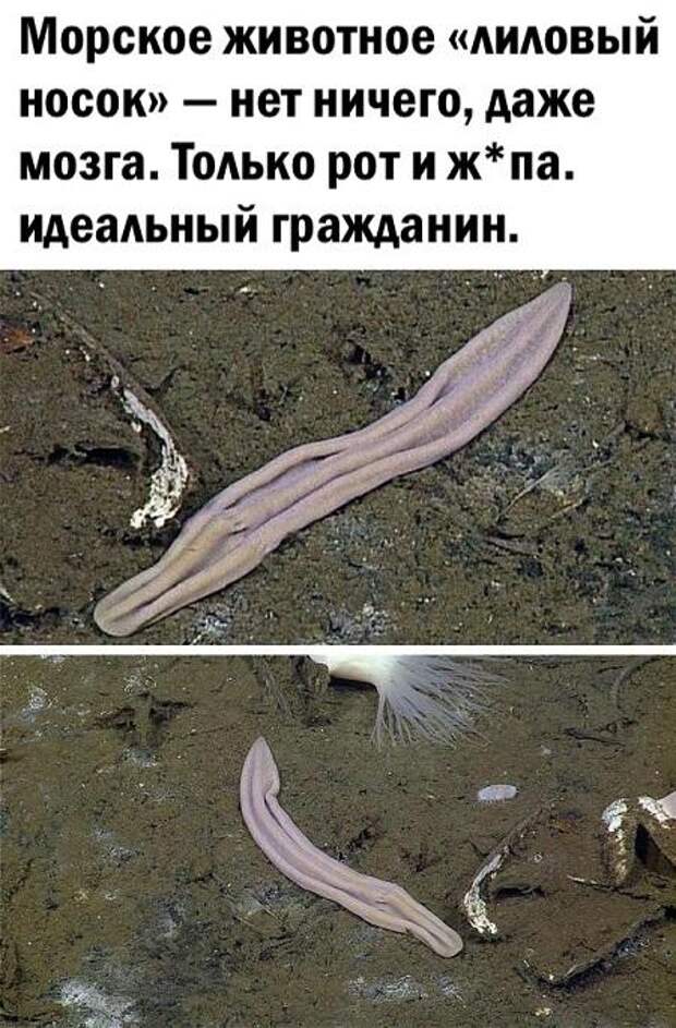 Свежие очень смешные картинки