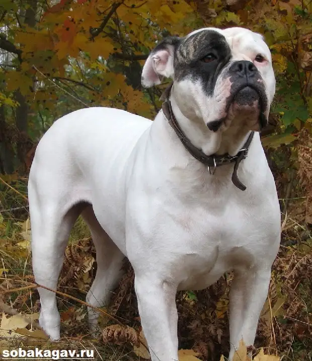 Американский бульдог собака. Описание, особенности, уход и цена американского бульдога