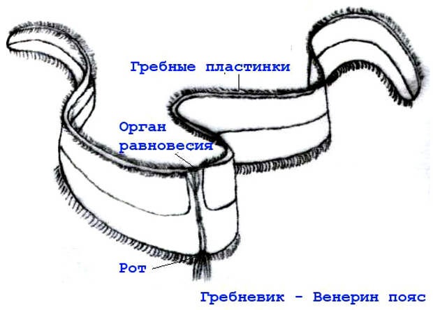 ПРОЗРАЧНЫЕ ЖИВОТНЫЕ НАШЕЙ ПЛАНЕТЫ