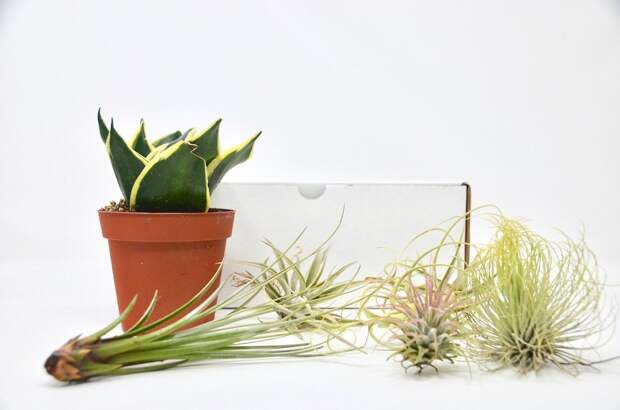 House Plant Box Subscription Box