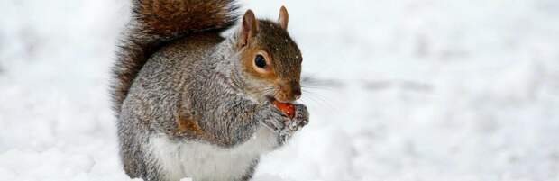 До 6 сантиметров снега выпало в Алматы