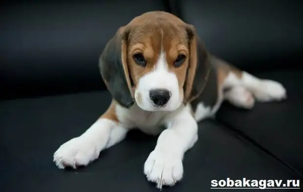 Бигль собака. Описание, особенности, уход и цена бигля