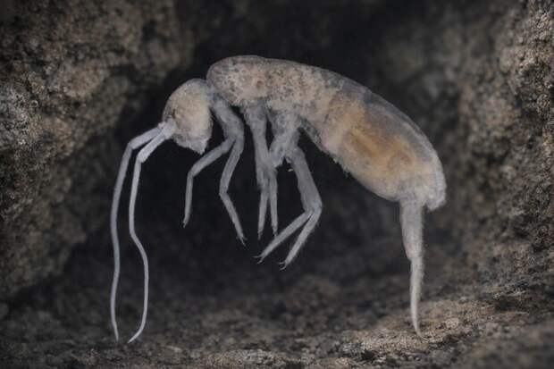 В глубинах Абхазии обнаружили животное, живущее без света и почти без кислорорда