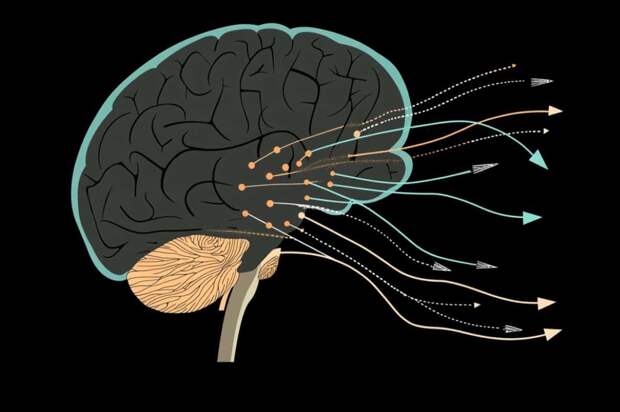 Нейронные пути связывают дофамин с процессами, связанными с движением и мотивацией