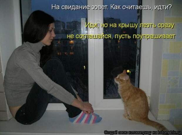 Новая котоматрица для позитива (35 фото)