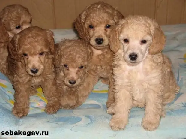 Карликовый пудель собака. Описание, особенности, уход и цена карликового пуделя