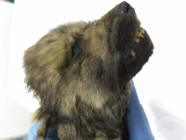 Обнаруженного в Сибири щенка назвали самой древней собакой в мире