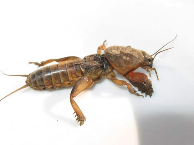 Медведка (Mole cricket)