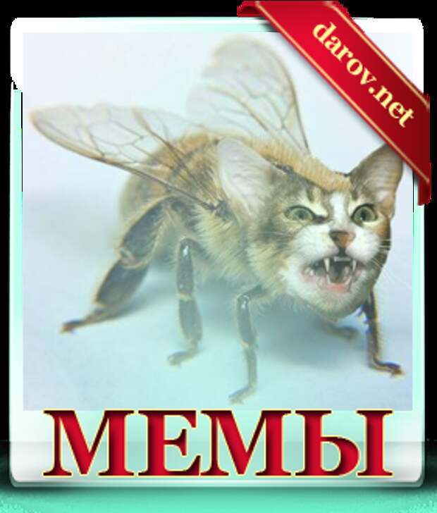 мемы