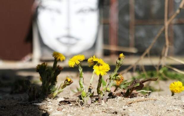 В Петербурге будет солнечно, но холодно 19 апреля