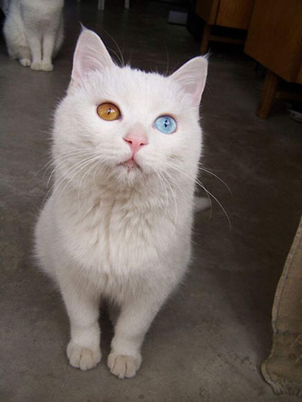 Необычные животные с разноцветными глазами (20 фото)