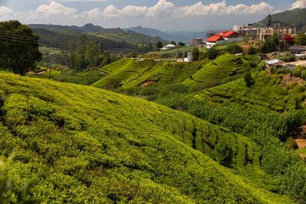 От горных склонов до чашки: как развивается чаеводство Краснодарского края