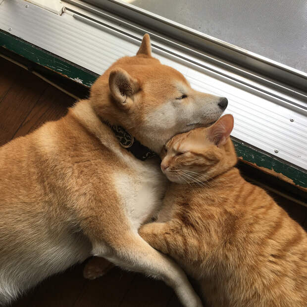Без кота и жизнь не та