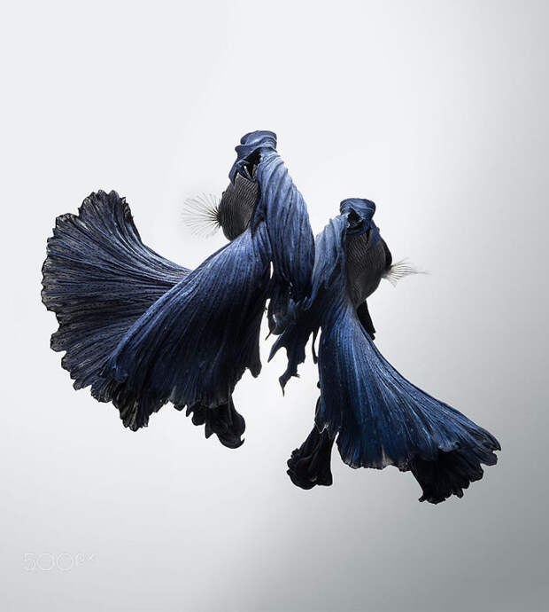 The Elegant And Fantastic Poses Of Aquarium Fish Captured By A Thai Photographer