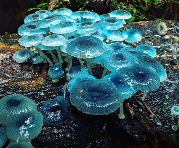 Инопланетные макрофотографии земных грибов