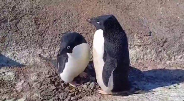 Полярники на станции «Мирный» наблюдают за влюбленными пингвинами