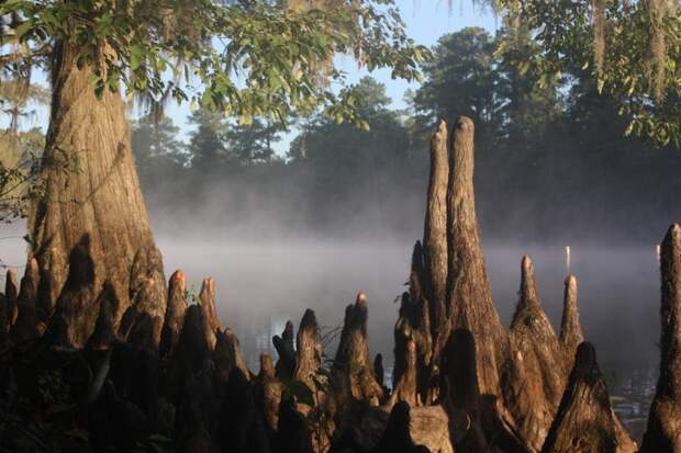 Фантастические кипарисы озера Каддо (Caddo lake), США