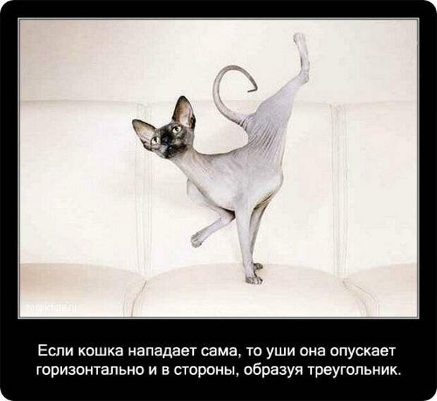 Факты о кошках в картинках