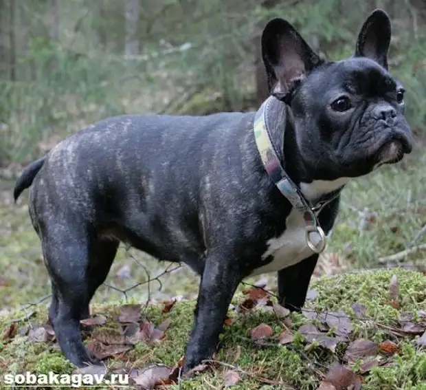 Французский бульдог собака. Описание, особенности, уход и цена французского бульдога