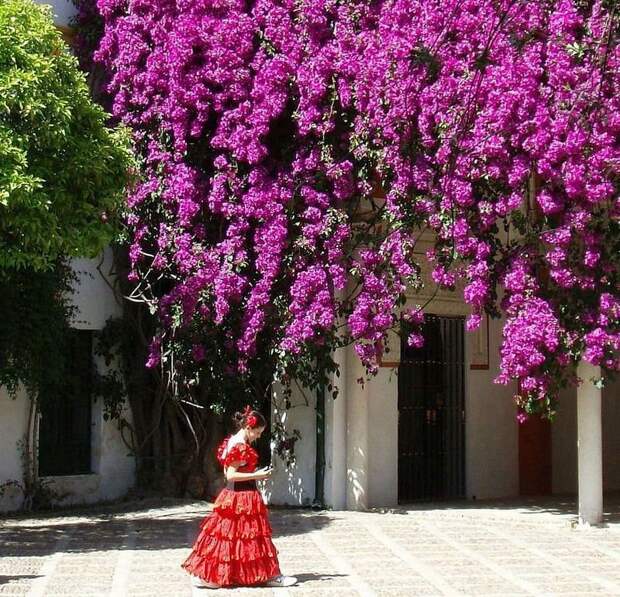 Бугенвиллея (Bougainvillea) - вечнозелёный вьющийся кустарник