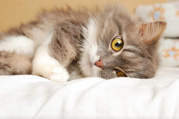 Картинки по запросу фото кота на кровати