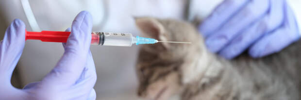 В США спасли морского льва после двух выстрелов в голову